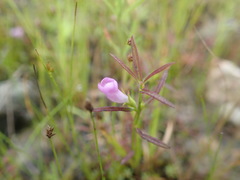 Agalinis neoscotica