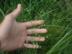 Juncus subcaudatus planisepalus