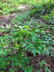 Vaccinium myrtillus