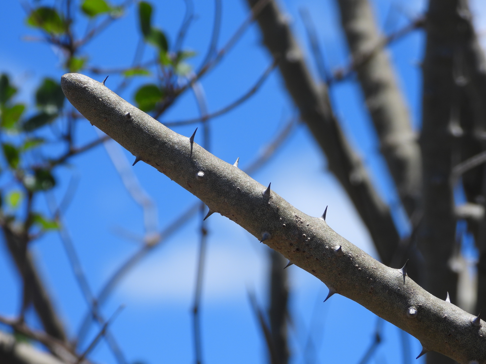 Alluaudia dumosa