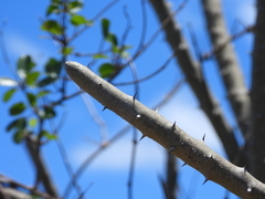 Alluaudia dumosa, photograph (c) amantedarmanin, some rights reserved (CC BY)
