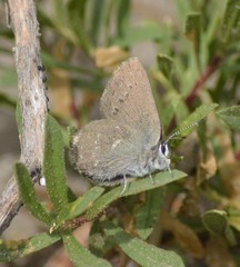 Satyrium semiluna