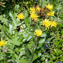 Crepis conyzifolia