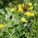 Crepis conyzifolia - Photo (c) Wolfgang Jauch, alguns direitos reservados (CC BY-SA), uploaded by Wolfgang Jauch