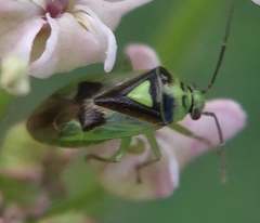 Orthops campestris