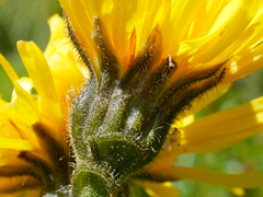 Crepis conyzifolia