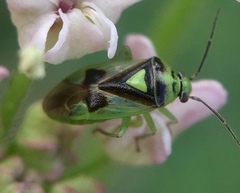 Orthops campestris