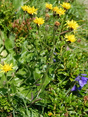 Crepis conyzifolia
