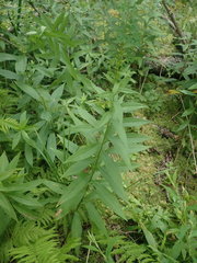 Solidago latissimifolia