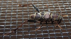 Neoclytus scutellaris