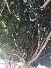 Ficus