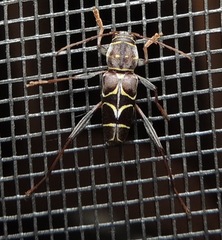 Neoclytus scutellaris