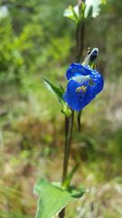 Commelina tuberosa