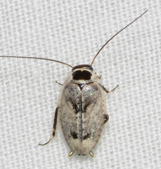 Plectoptera picta