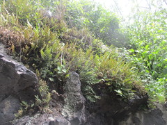 Pleopeltis thyssanolepis