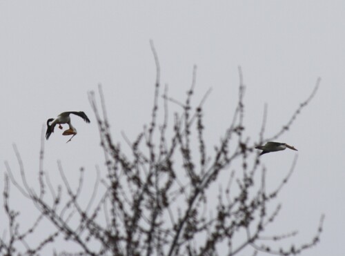 American White Pelican photographed in Indiana