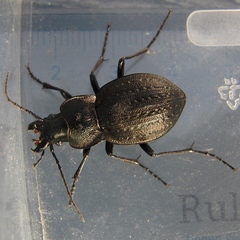 Carabus lusitanicus antiquus