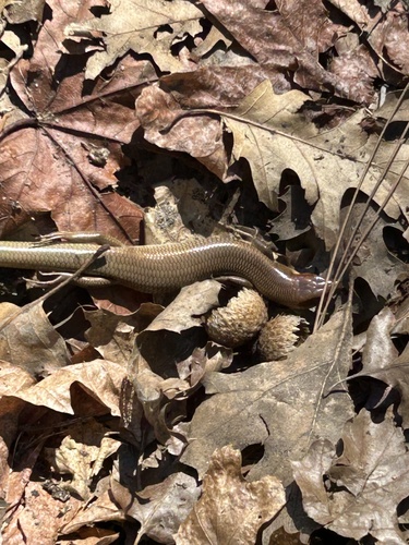 iNaturalist observation photo of Gilbert's Skink