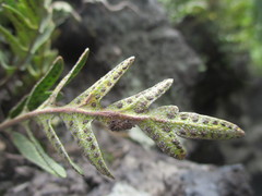 Pleopeltis thyssanolepis