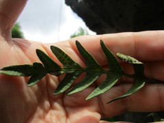 Pleopeltis thyssanolepis