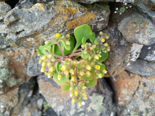 Image of Aichryson villosum by (c) Ben Costamagna, some rights reserved (CC BY)