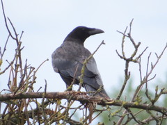 Corvus corone corone