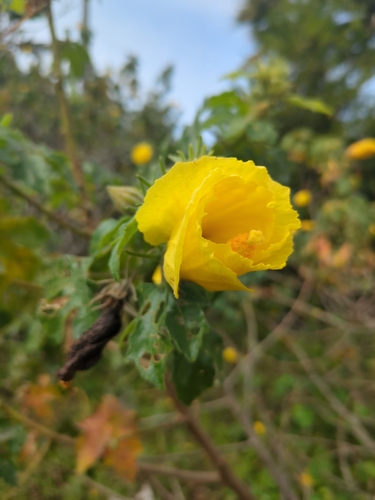 Kokia drynarioides observed 2025-03-19