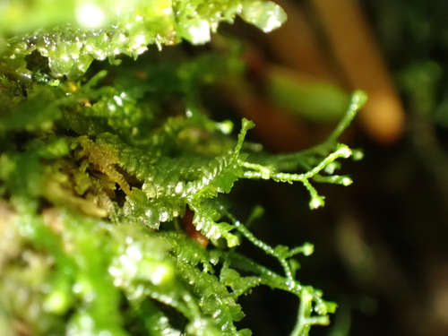 Image of Bazzania denudata by (c) Abby Hyde, some rights reserved (CC BY)