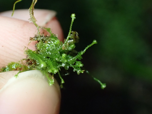 Image of Bazzania denudata by (c) Abby Hyde, some rights reserved (CC BY)