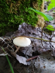 Agaricales