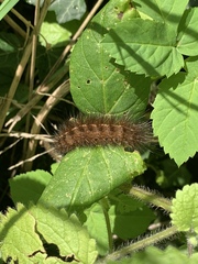 Spilosoma lubricipeda
