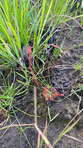 Drosera hirtella (Drosera hirtella)