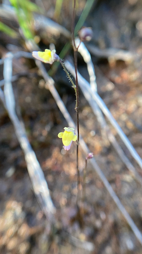 Genlisea filiformis (Genlisea filiformis)
