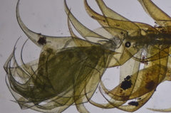 Hypnum dieckii