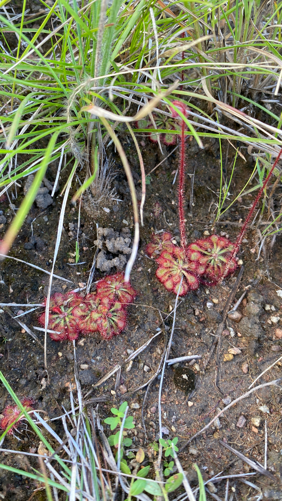 Drosera hirtella (Drosera hirtella)