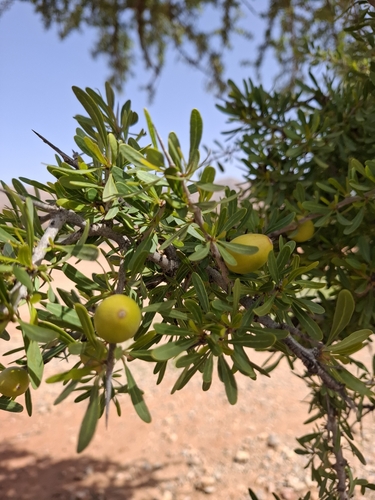 Argan tree