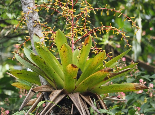 Guzmania harlingii