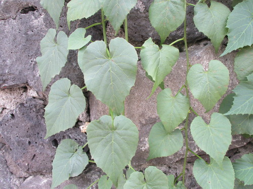 Bejuco de sanalotodo (Cissus verticillata)
