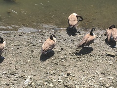 Branta canadensis