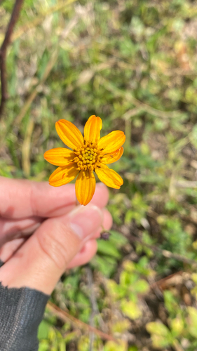 Ridge Beggarticks (Bidens gardneri)