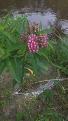 Asclepias incarnata