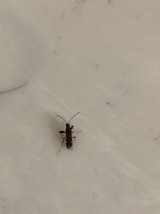 Neopamera albocincta