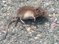 Maritime Shrew photo 2