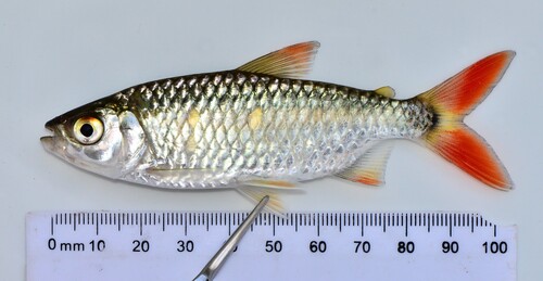 Nurse tetra (Brycinus nurse) — Alestidae — 2