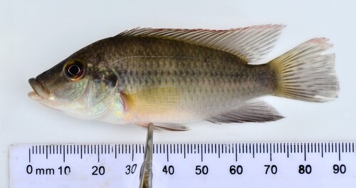 Cichlid (Chromidotilapia guntheri) — Cichlidae — 3