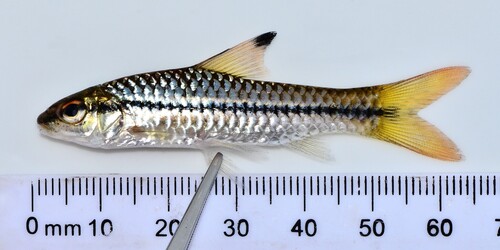Largeeye barb (Enteromius macrops) — Cyprinidae — 3
