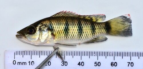 Banded jewelfish (Hemichromis fasciatus) — Cichlidae — 3