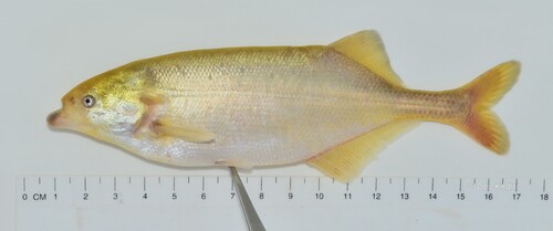 Trunkfish (Marcusenius senegalensis) — Mormyridae — 2