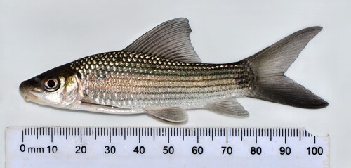 Afrikaanse labeo (Labeo coubie) — Cyprinidae