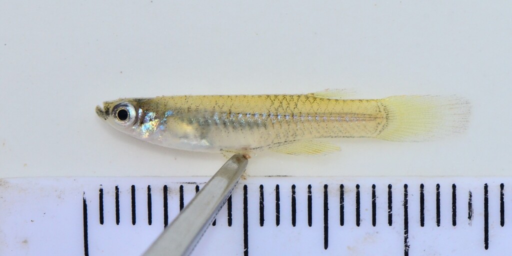 Pfaffs lampoogje (Micropanchax pfaffi) — Procatopodidae